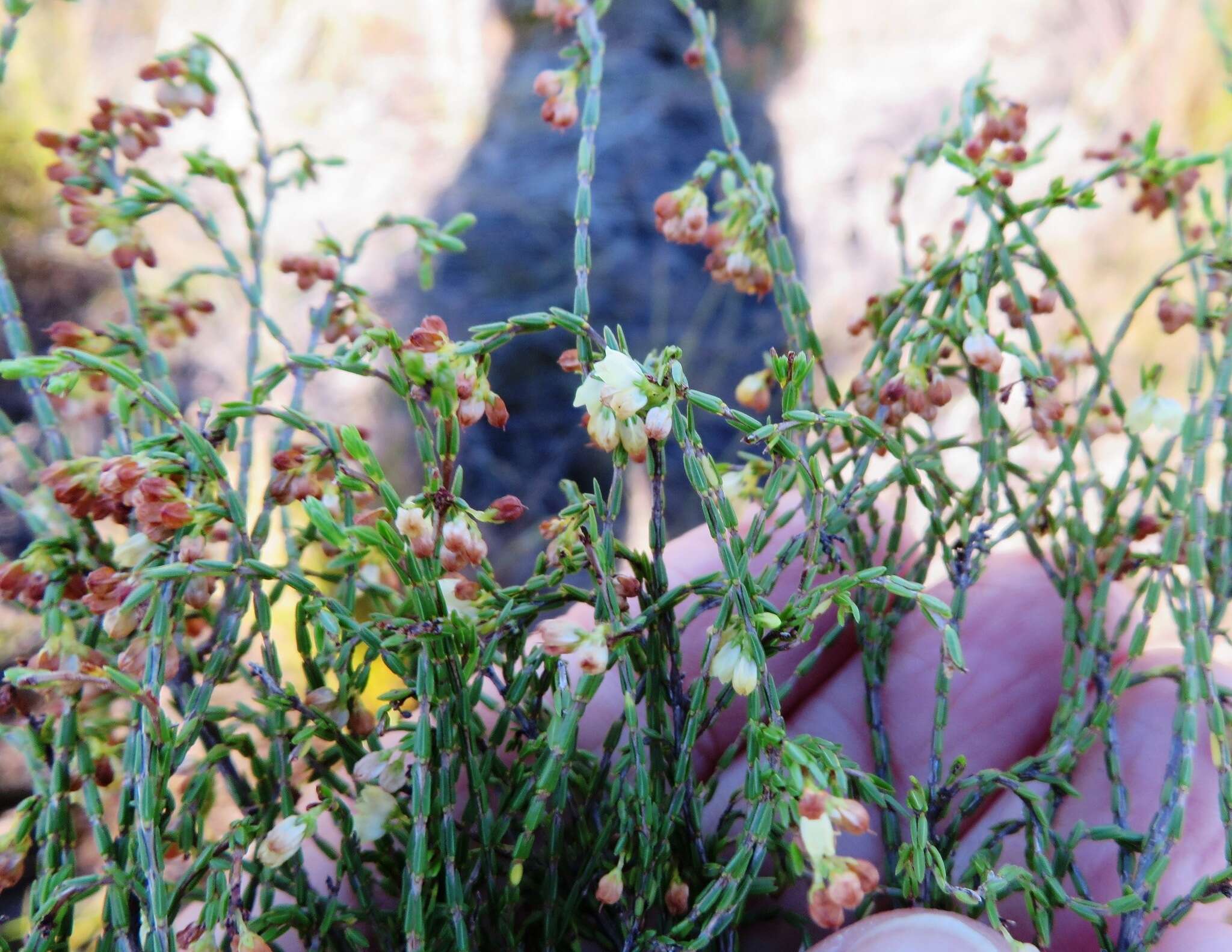 Image of Erica multiflexuosa E. G. H. Oliver