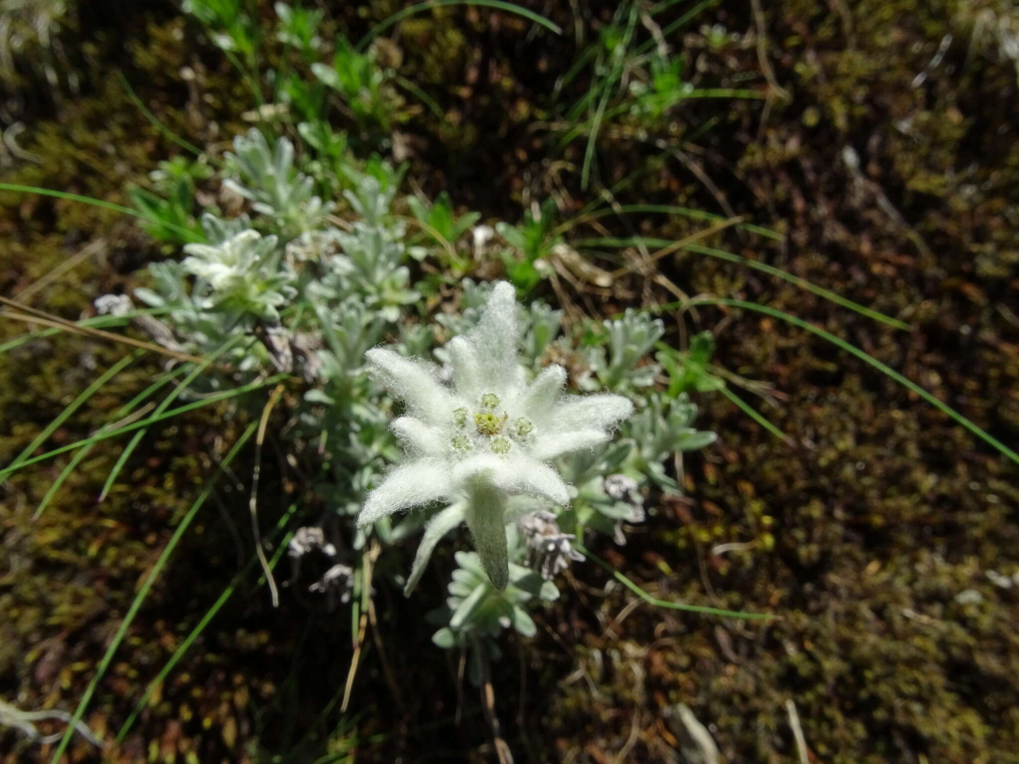 Image of Leontopodium microphyllum Hayata