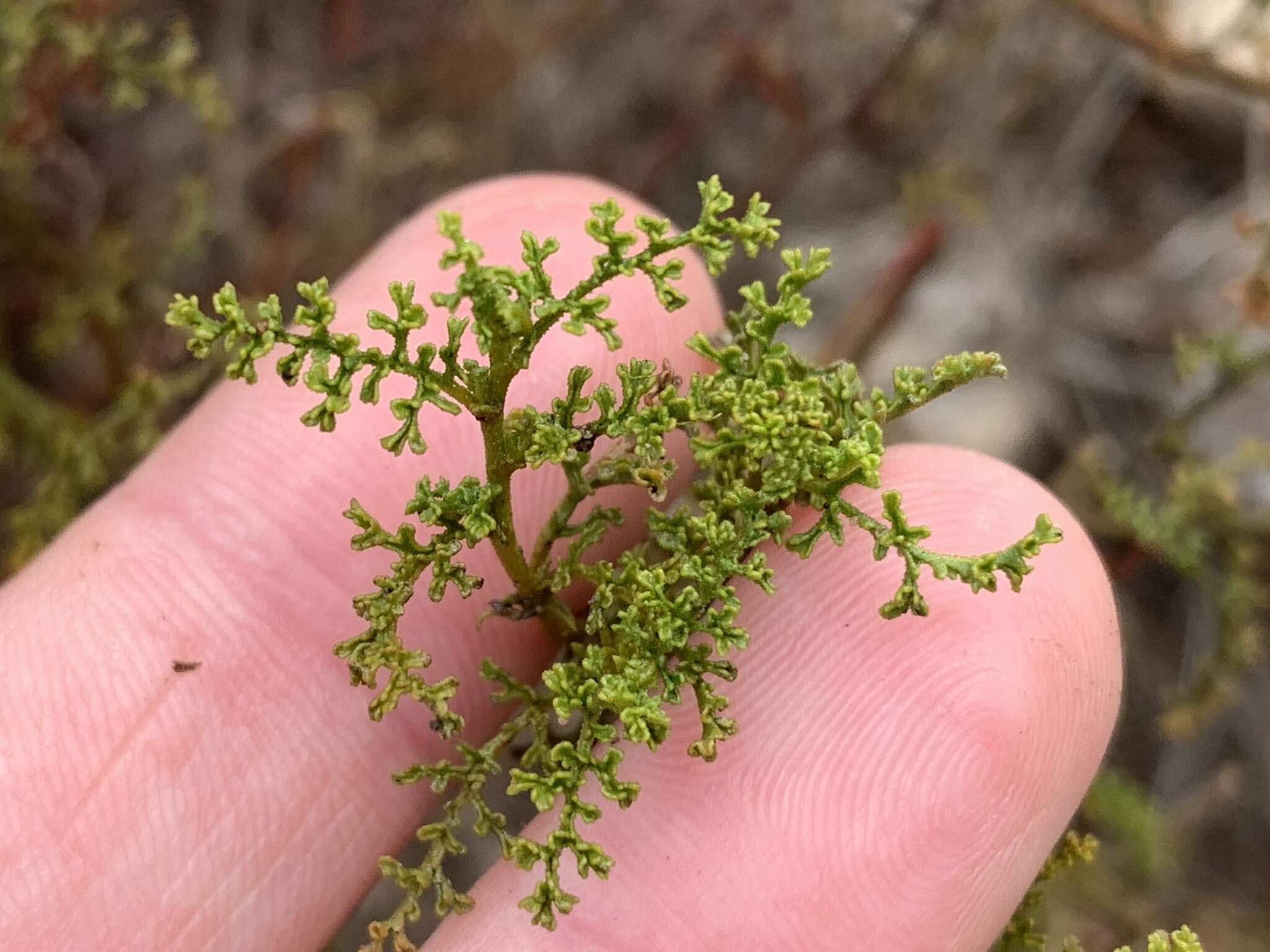 Plancia ëd Hermannia pulchella L. fil.