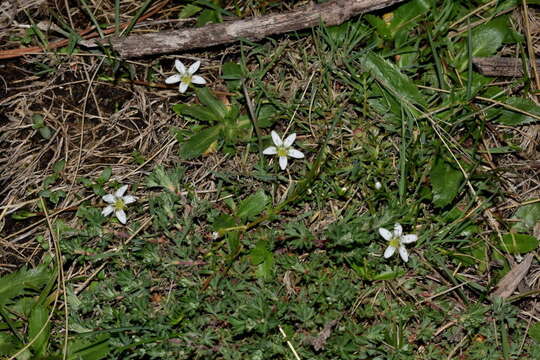 Image of Arenaria bourgaei Hemsl.