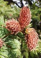 Image of Cooley Spruce Gall Adelgid