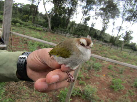 Image of White-browed Crombec