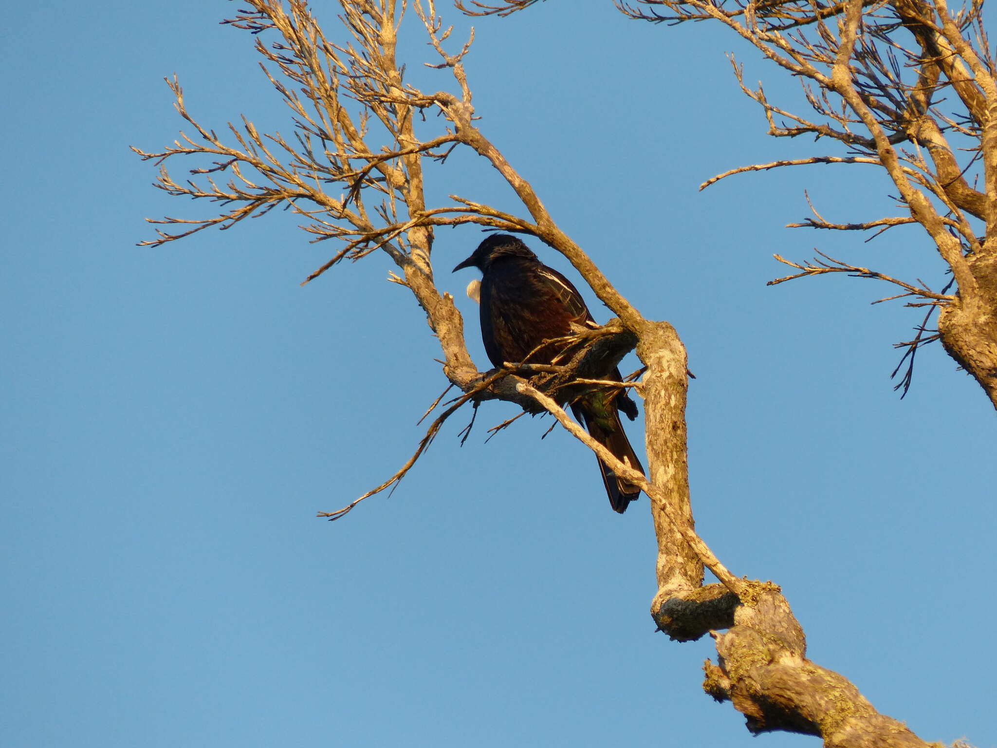 Image de Prosthemadera novaeseelandiae chathamensis Hartert 1928