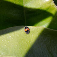 Image of Minute two-spotted ladybird beetle