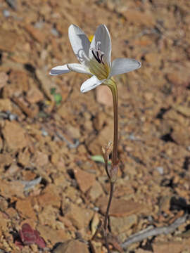 Imagem de Tritonia pallida Ker Gawl.