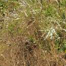 Image of Spiraea prunifolia var. pseudoprunifolia (Hayata ex Nakai) H. L. Li