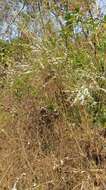 Image of Spiraea prunifolia var. pseudoprunifolia (Hayata ex Nakai) H. L. Li