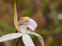 Image of Graceful spider orchid