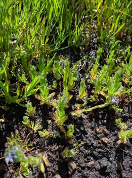 Image of changing forget-me-not