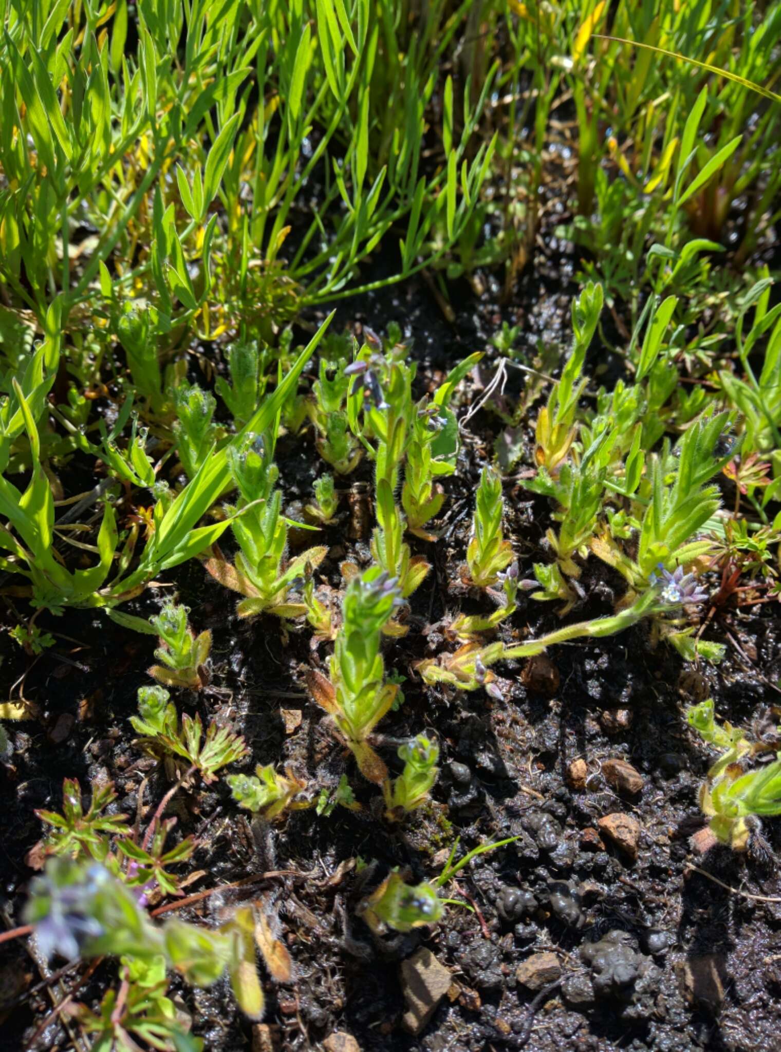 Imagem de Myosotis discolor Pers.