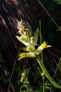 Image of Lachenalia longibracteata E. Phillips