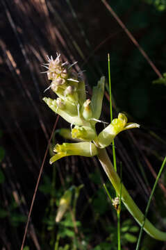 Image of Lachenalia longibracteata E. Phillips