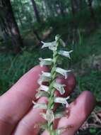 Image of Spiranthes sylvatica P. M. Br.