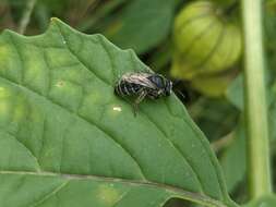 Image of Broad-footed Cellophane Bee