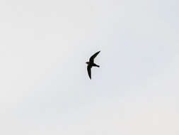 Image of American Black Swift