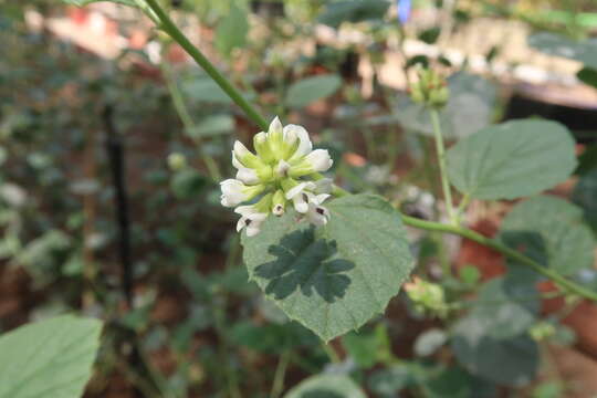 Image de Cullen corylifolium (L.) Medik.