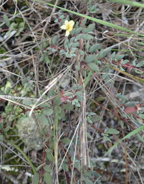 Image de Roepera debilis (Cham.) Beier & Thulin