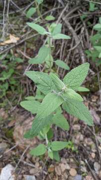 Слика од Lepechinia cardiophylla Epling