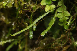 Image of toothed snailfern