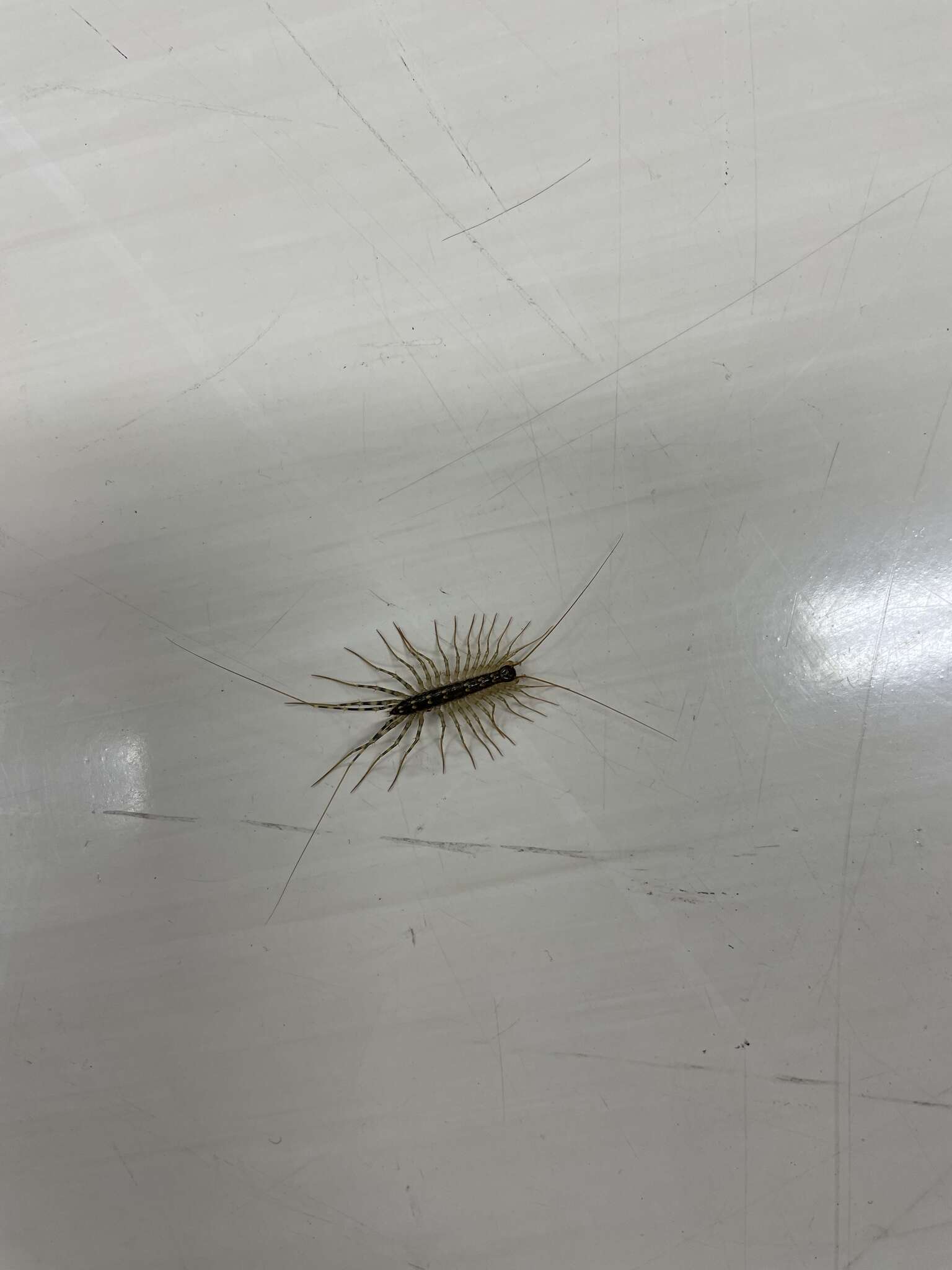 Image of Japanese House Centipede