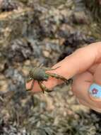 Image of Leach's squat lobster