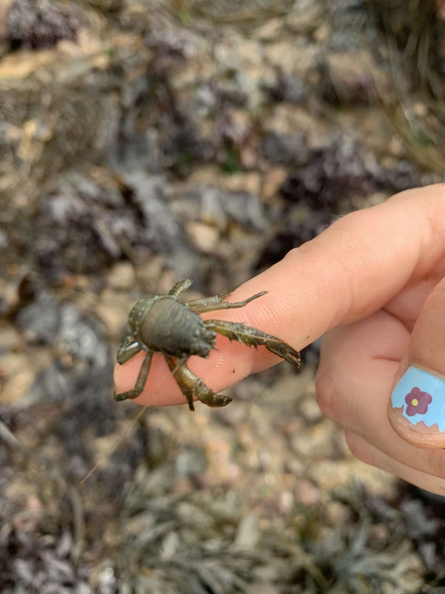 Image of Leach's squat lobster