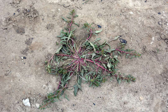 Image of Blitum asiaticum (Fisch. & C. A. Mey.) S. Fuentes, Uotila & Borsch