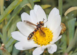 Image de Physocephala chrysorrhoea (Meigen 1824)