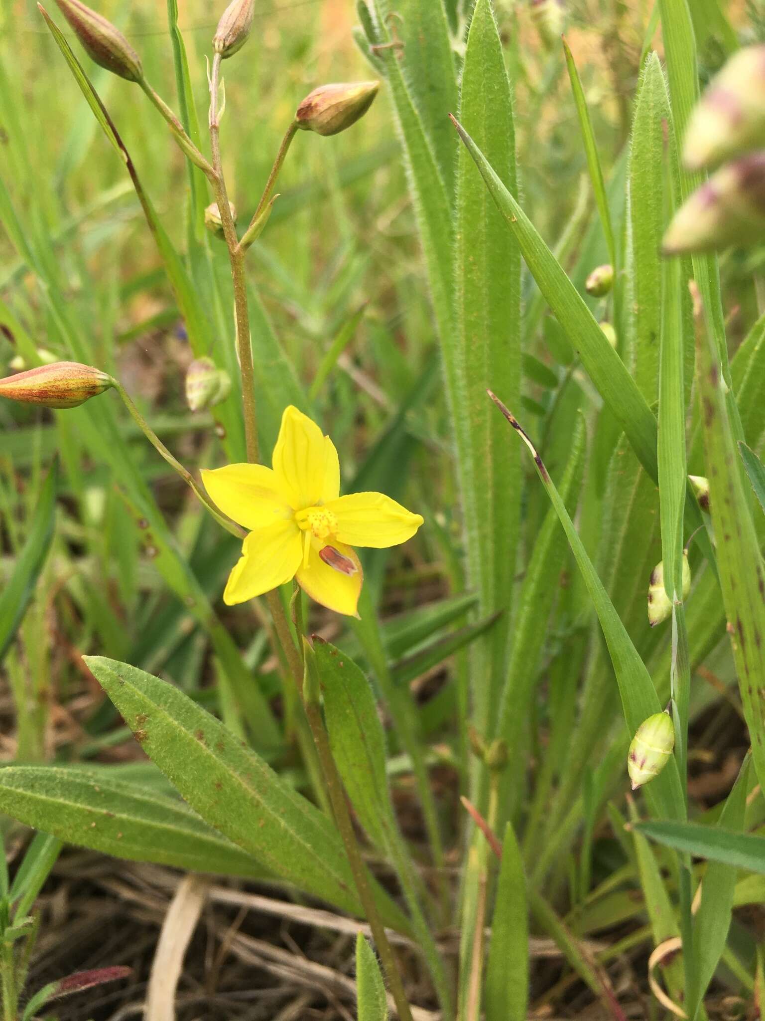 Image of Cyanella lutea subsp. lutea