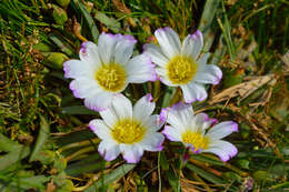 Image of Calandrinia affinis Gill. ex Arn.