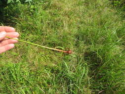 Image of Reflexed Flat Sedge