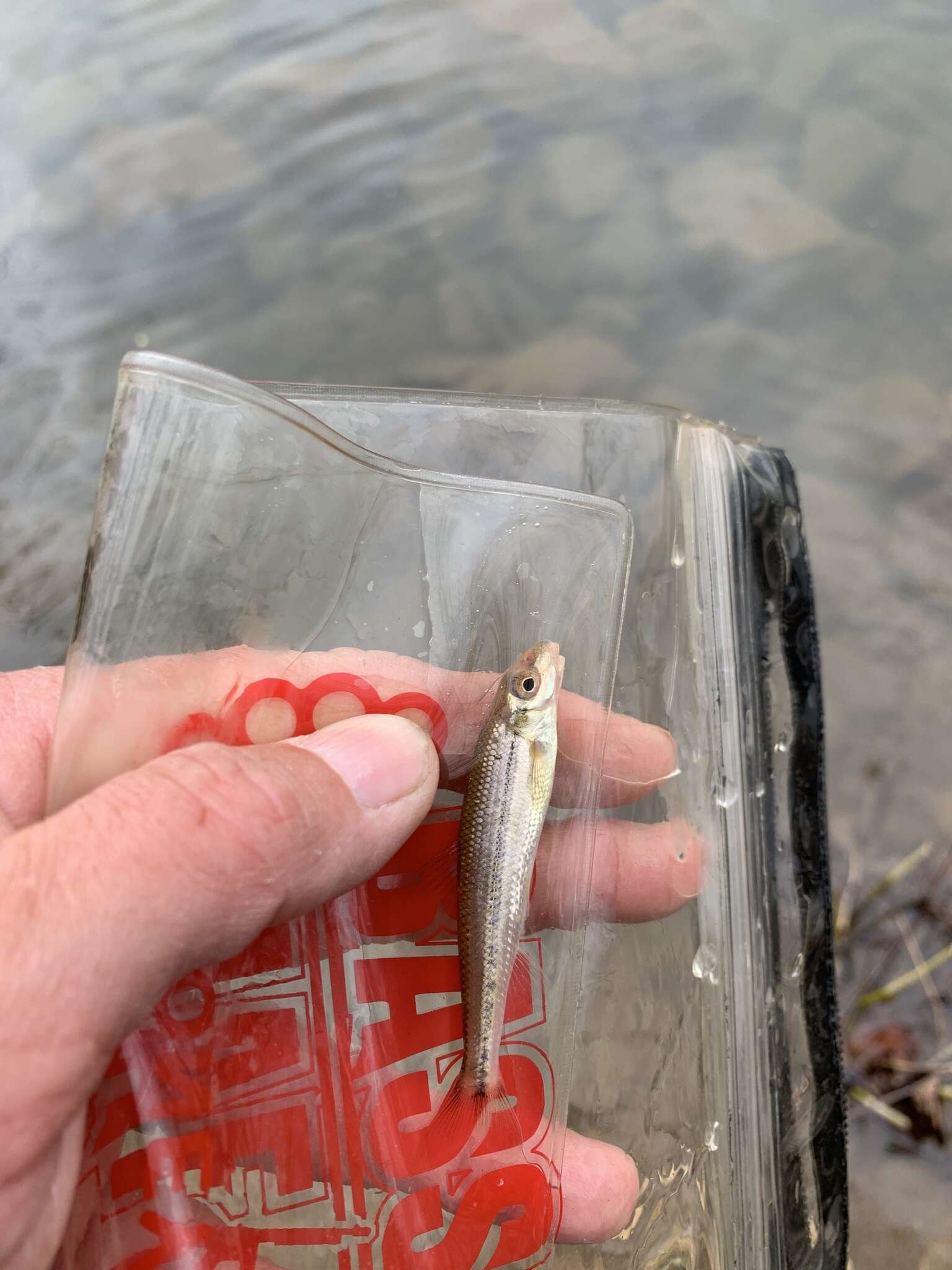 Image of Ozark chub