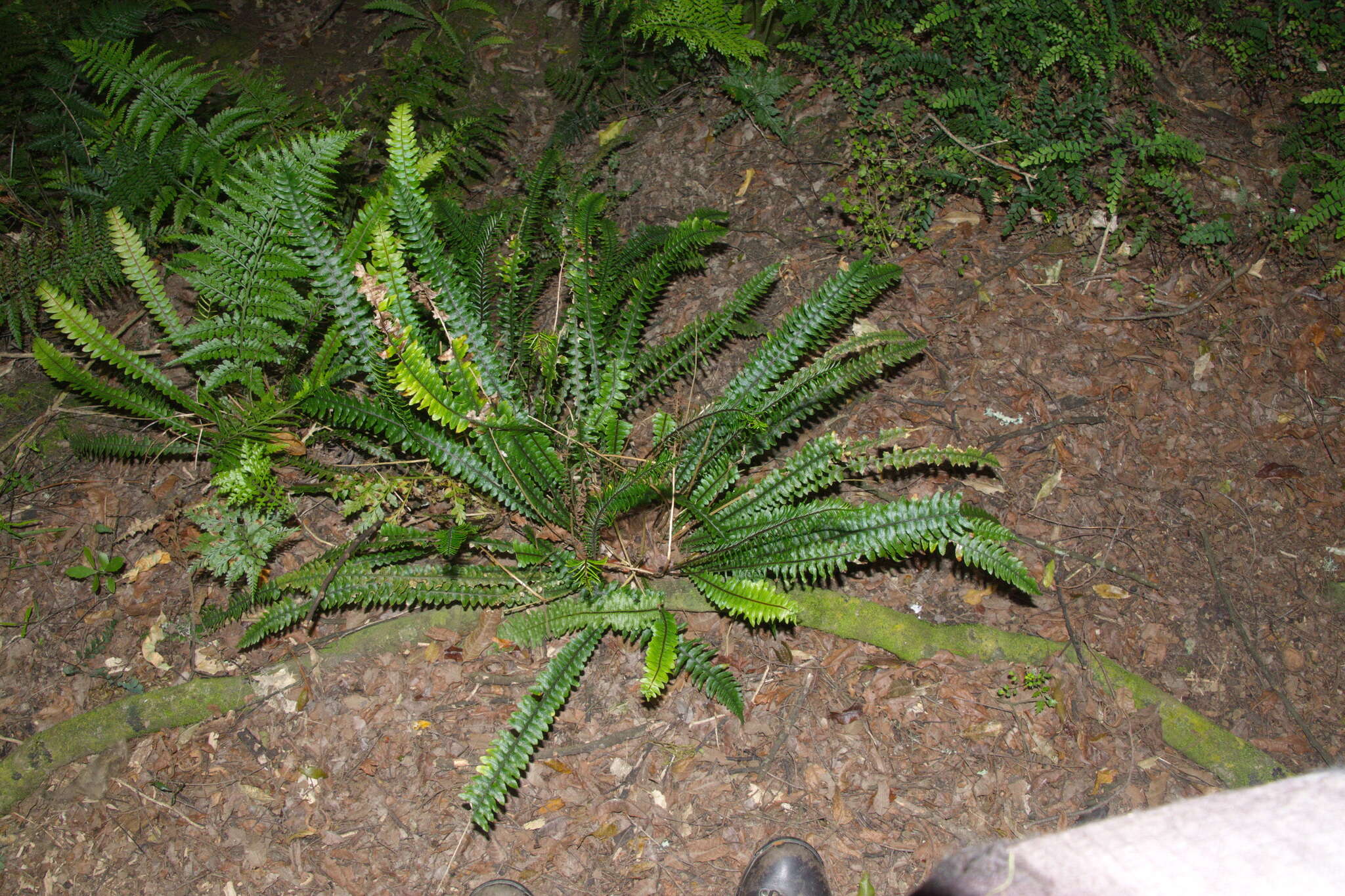 Слика од Austroblechnum aggregatum (Colenso) Gasper & V. A. O. Dittrich