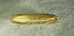 Image of Limnaecia phragmitella Stainton 1851