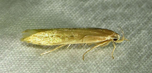 Image of Limnaecia phragmitella Stainton 1851