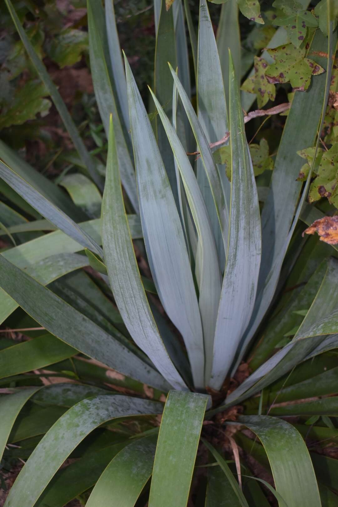 Image of Yucca cernua E. L. Keith