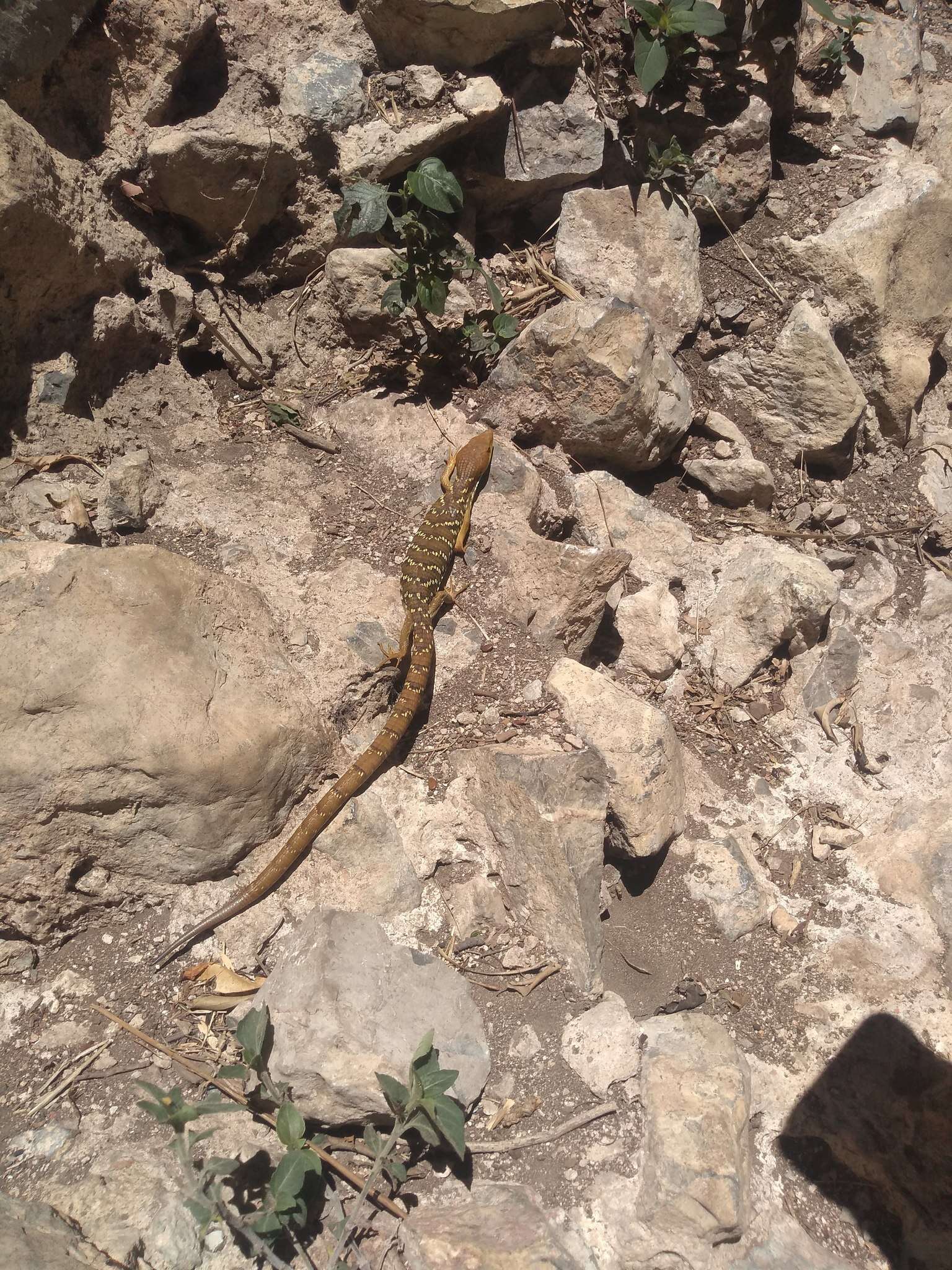 Image of Texas Alligator Lizard