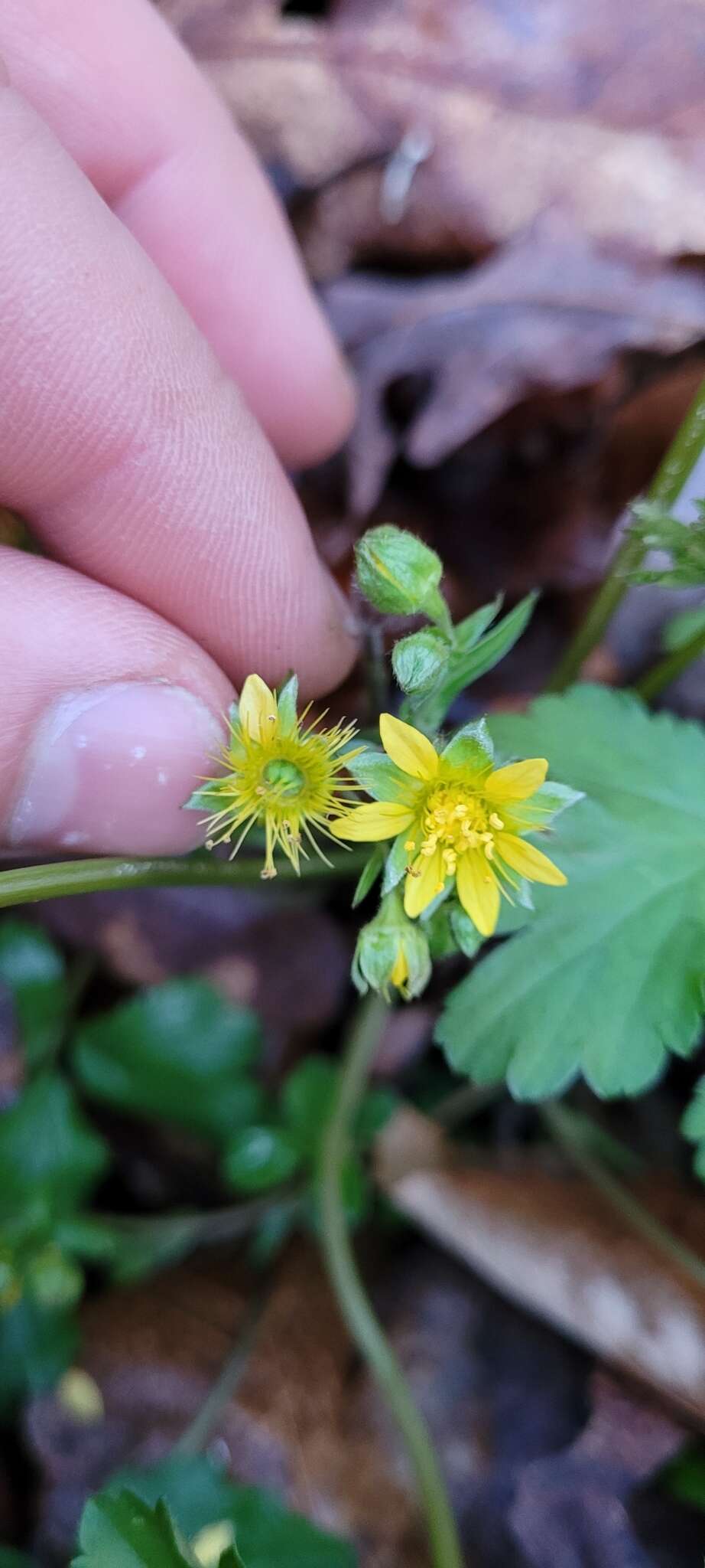 Image of Appalachian barren strawberry