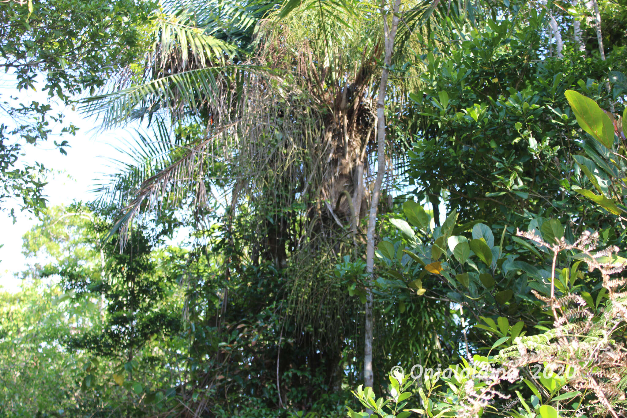 Image of Dypsis fibrosa (C. H. Wright) Beentje & J. Dransf.