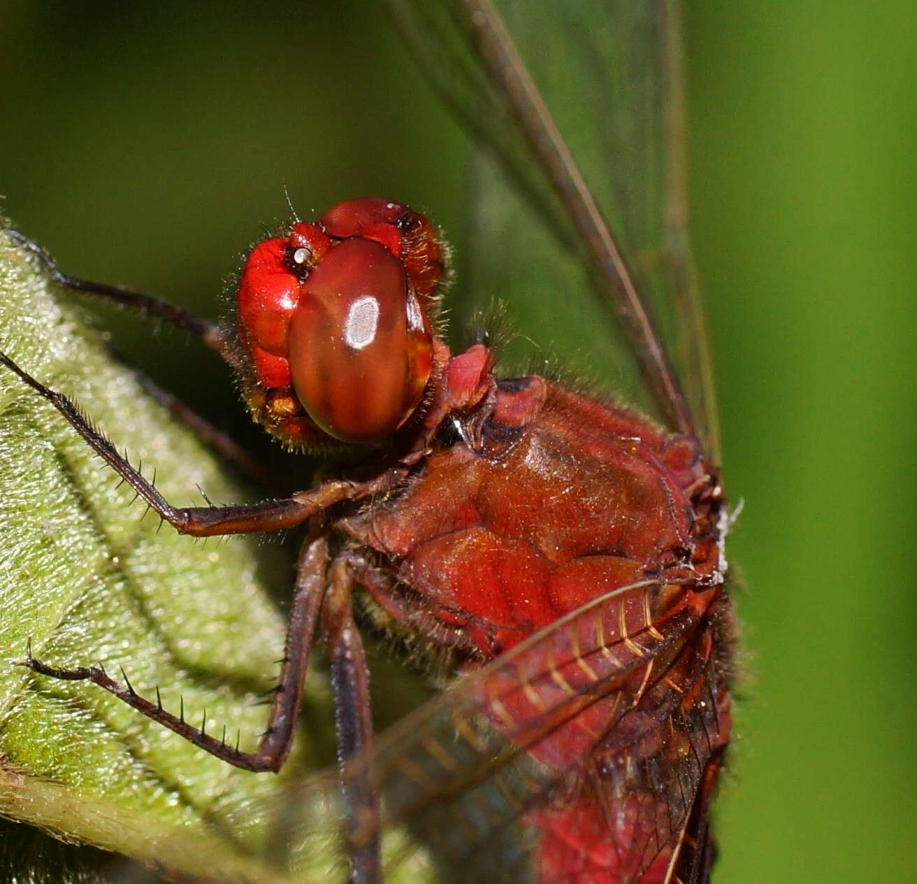 Imagem de Rhodothemis lieftincki Fraser 1954