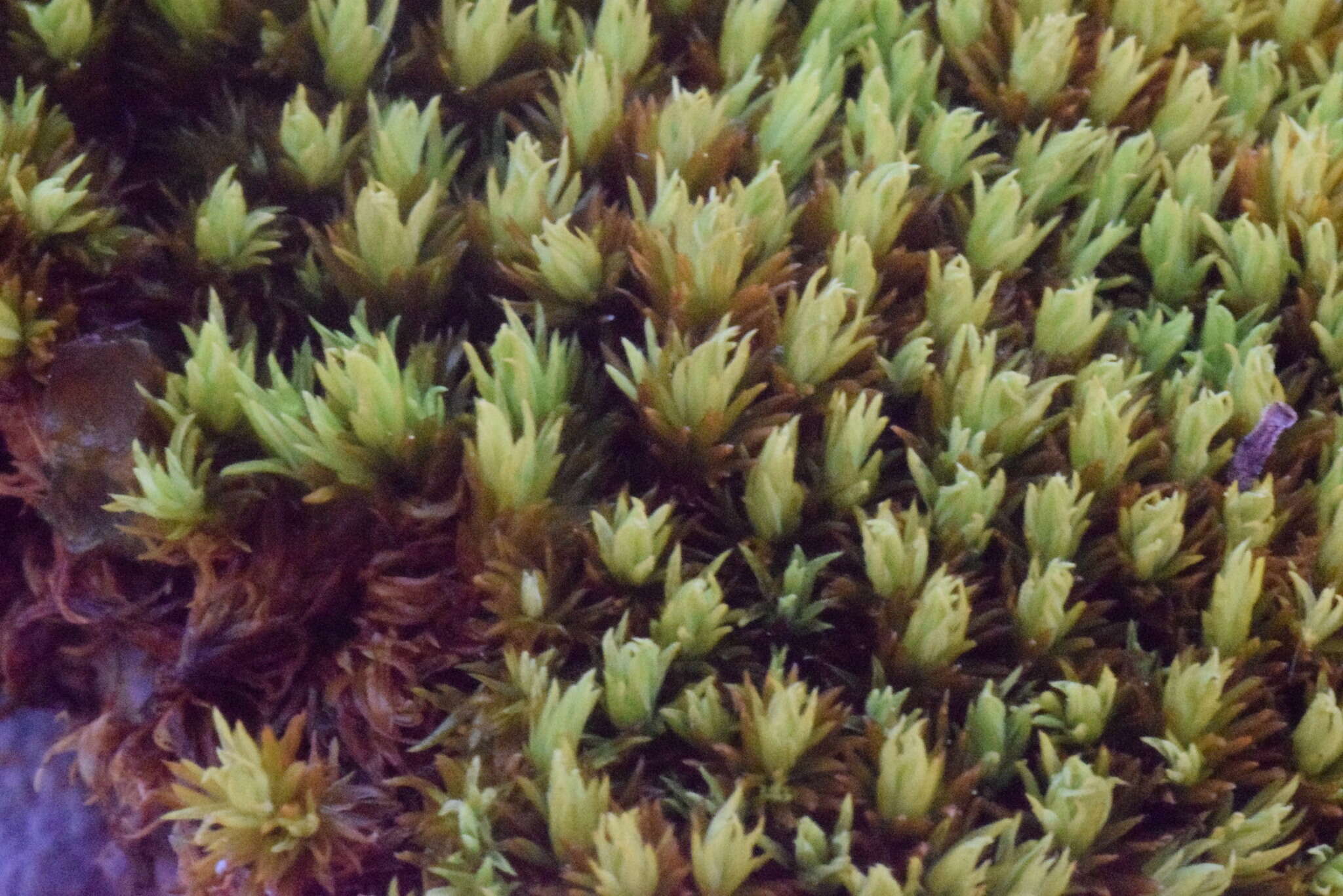 Image of tortella moss