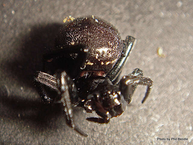 Image of Cobweb weaver