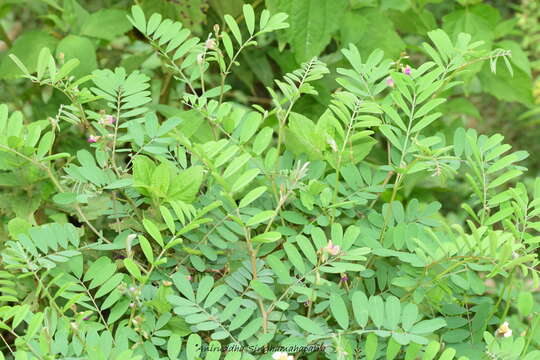 Image de Tephrosia purpurea (L.) Pers.