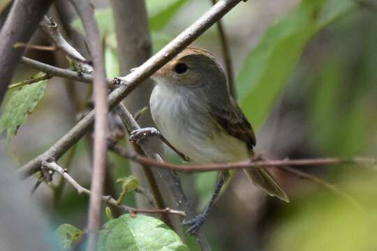 Image of Tawny-crowned Pygmy Tyrant