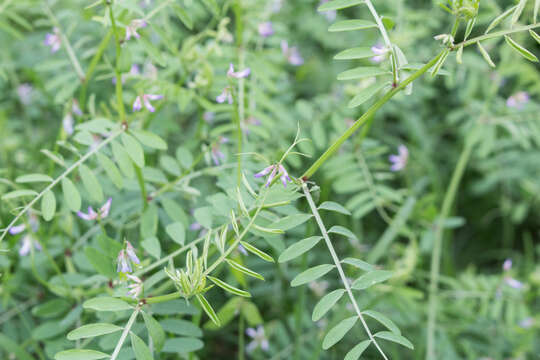 Imagem de Vicia ludoviciana subsp. leavenworthii (Torr. & A. Gray) Lassetter & C. R. Gunn