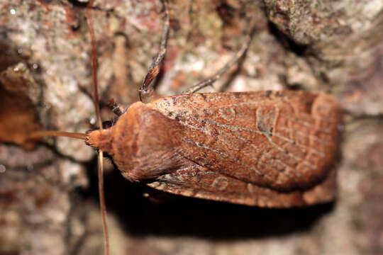 Image of red-headed chestnut