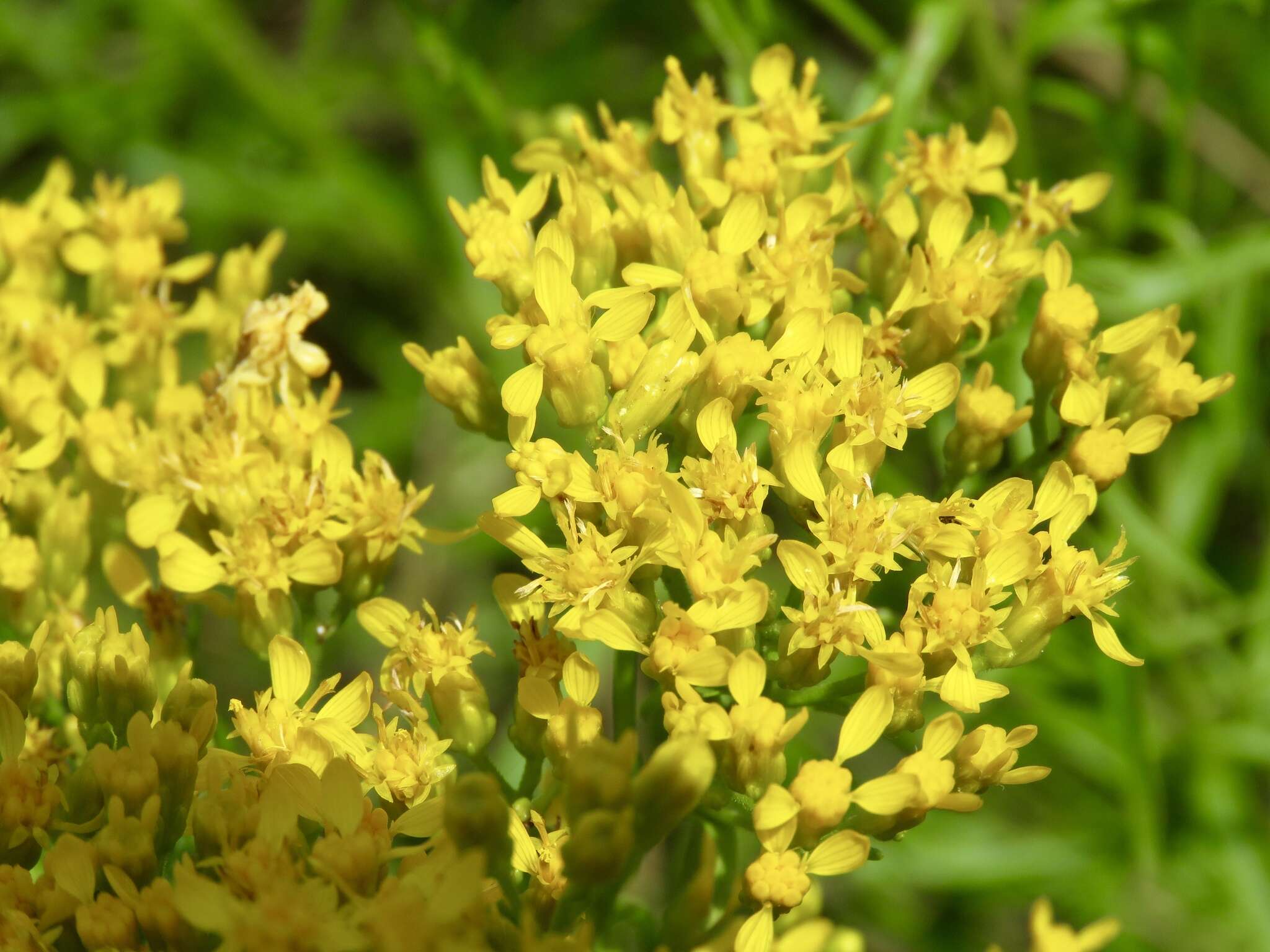 Image of Solidago nitida Torr. & A. Gray