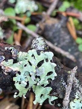 Image of sinuous hypotrachyna lichen