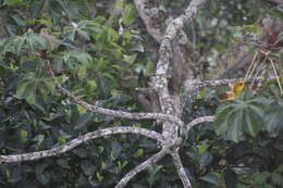 Image de Bradypus variegatus variegatus Schinz 1825