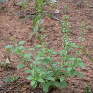 Imagem de Ocimum americanum var. americanum